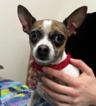 Dainty Chihuahua Girl Alice Looking for A Forever Home 