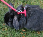 Holland Lop Bunny Bella Needs A New Forever Home 