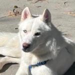 Alaskan Husky Bjorn Needs A Forever Home 