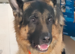 German Shepherd John Needs A Forever Home 