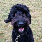 Aussiedoodle Chico Needs A Forever Home 