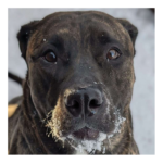 Two Year Old Cane Corso/Mastiff Mix Becky Needs A Forever ..