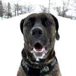 Two Year Old Cane Corso/Mastiff Mix Becky Needs A Forever ..