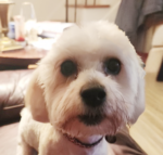 Poodle/Shih Tzu Mix Lexi Has Found A Forever Home 