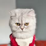 Scottish Silver Cat Muza Needs A Forever Home 