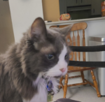 Senior Cat Bobby Needs A Forever Home 